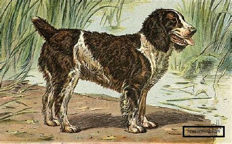 English Water Spaniel How It Went Extinct? [Answered] - spanielking