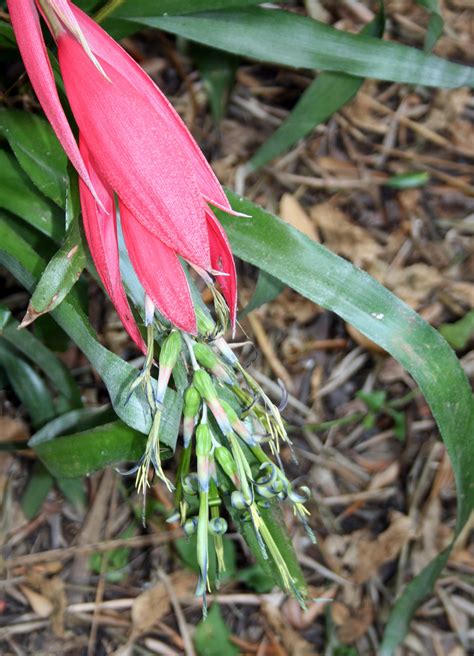 Bromeliad Flowering Free Stock Photo - Public Domain Pictures