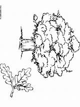 Tree Oak Coloring Drawing Awesome Pecan Line Trees Drawings Color  sketch template