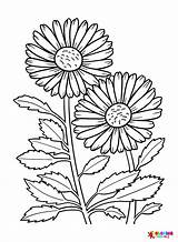 30  Daisy Coloring Pages Free Printable PDF & Online sketch template