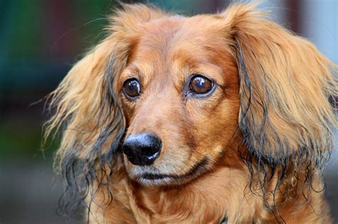 Grooming Long-Haired Dachshunds: The Essential Guide with Photos