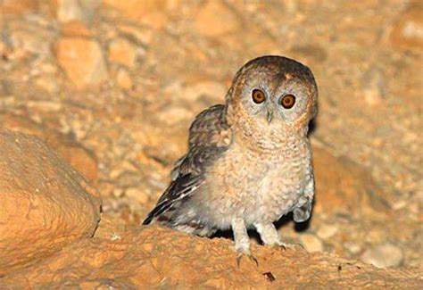 Desert owl - Alchetron, The Free Social Encyclopedia