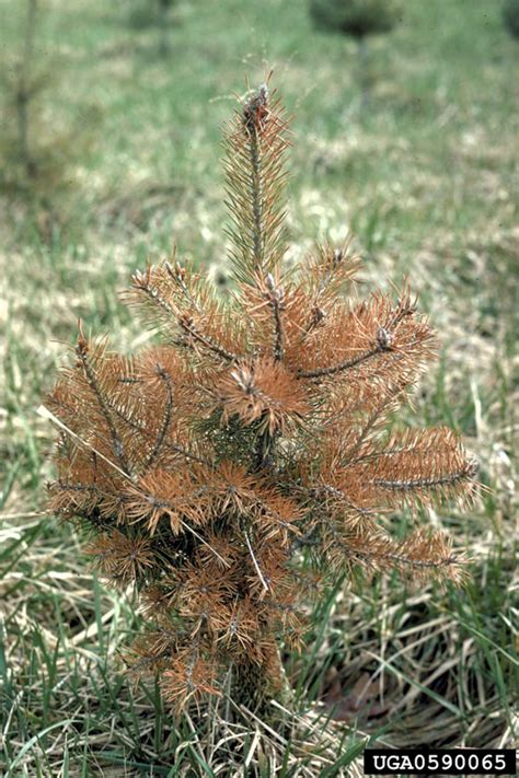 spider mites, (Acari: Tetranychidae) - 0590065