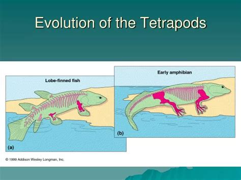 PPT - Evolution of the Tetrapods PowerPoint Presentation, free download - ID:5517707