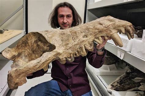 Andrewsarchus' only known skull was over 1 meter long. : r/Naturewasmetal