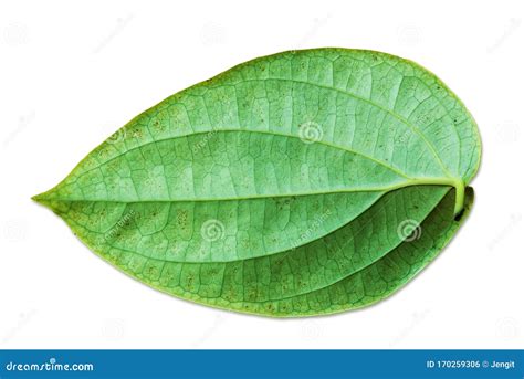 Fresh peppercorn leaf stock photo. Image of asian, food - 170259306