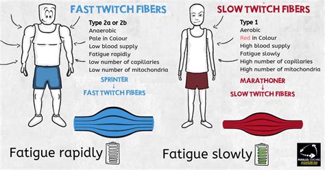 Why Can't I understand key muscle fibre types? - Fast and Slow Twitch