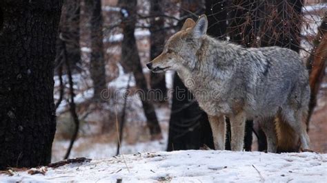 a lone wolf standing in the woods on a snowy day royalty images and ...