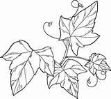 Ivy coloring Page  ColouringPages sketch template