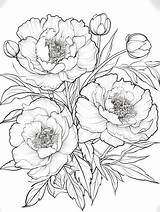Premium Photo  Art coloring Pages Peony Poppy Vector And Illustrations sketch template