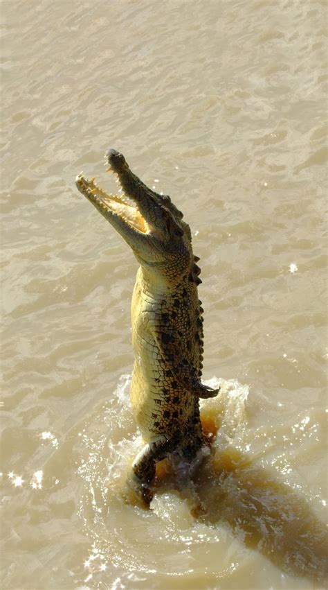 Amazing picture of a crocodile standing. - About Wild Animals