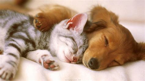 Sleeping kitten puppy wallpaper | 1920x1080 | #14243