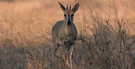 Common Duiker - African Mammals Guide