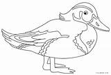 Wood Duck Coloring Coloring Pages sketch template