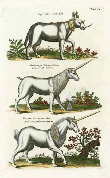 What is a unicorn’s horn made of? | Mythical creatures art, Mythical ...