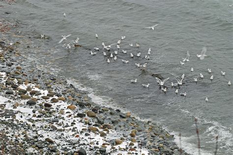 Pacific Herring Spawn | Gulls chasing schools of herring. Th… | Flickr - Photo Sharing!