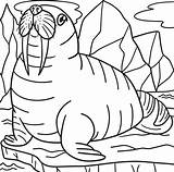Walrus Coloring Pages For Kids sketch template