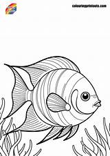 Angelfish Coloring Pages Free Printables sketch template