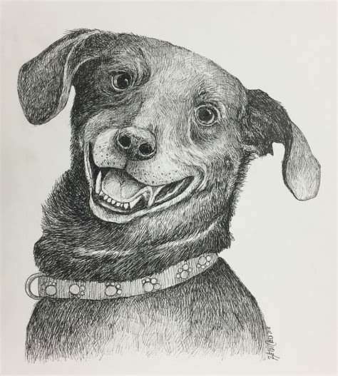 Smiling dog Drawing by Heidi Creed | Fine Art America