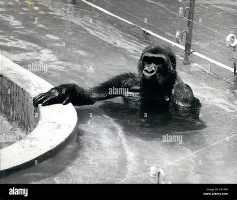 Gorilla Apes his keeper. 10th Jan, 1975. and learns to Swim: Water play is not something ...