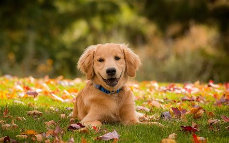 Golden Retriever, puppy, autumn, labrador, dogs, lawn, pets, cute dogs, Golden Retriever Dog, HD ...