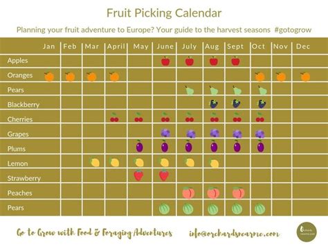 Fruit Picking Calendar | Fruit picking, Fruit, Harvest season