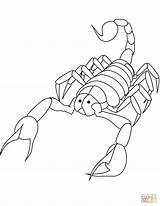 Scorpion Coloring Page And Free Printable For Kids Sketch sketch template