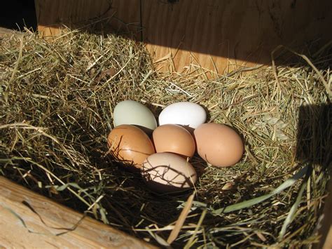 Pasture Raised Eggs – Crunchy Farm