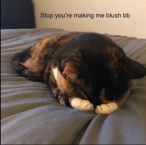 Stop you're making me blush bb - iFunny | Cat memes, Funny cats, Silly cats pictures