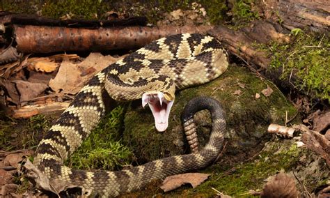 Black-Tailed Rattlesnake Pictures - AZ Animals