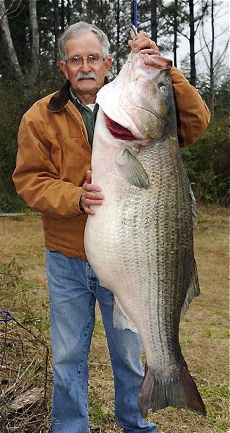 Striper fishing--hot when it's cold - al.com