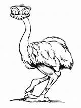 Free Printable Ostrich Coloring Pages  Animal coloring Coloring sketch template