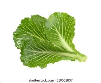 Kale Cabbage Leaves Photos, Images and Pictures