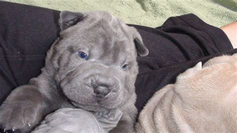 Blue Shar Pei Puppy 5 Weeks old. Photographer: Michele Gambone | Blue shar pei, Chinese shar pei ...
