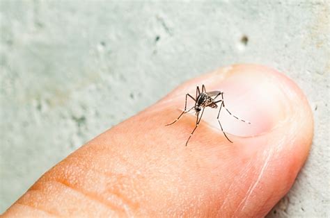 Why do some people attract mosquitoes more than others?