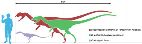 Dilophosaurus Size Chart