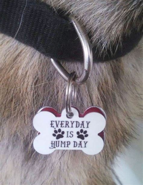 27 Collars Show That These Pets Have Funny And Sarcastic Owners