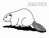Beaver Coloring Pages sketch template