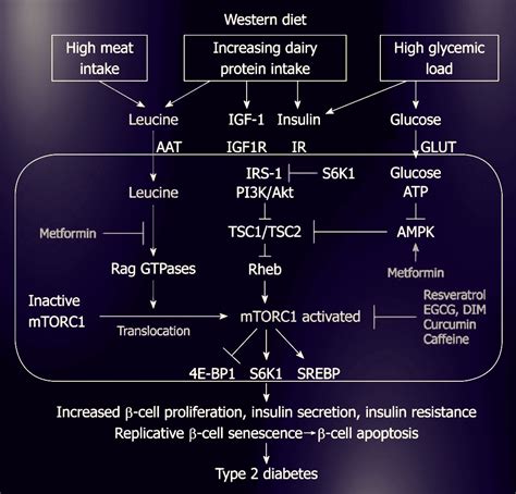 mTOR: the rapid aging pathway | Interstellar Blends | Activate Your Super Powers!