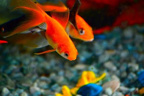 How Often You Should Feed Goldfish (Simple Rules)