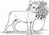 Dog Coloring Pages For Adults  Best Kids sketch template