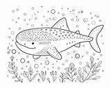 Whale Shark Coloring Pages sketch template