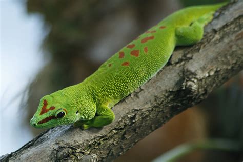 Madagascar Giant Day Geckos: Meet them at Zoo Leipzig!