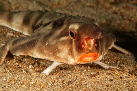 Red Lipped Batfish Adaptations | Sitelip.org