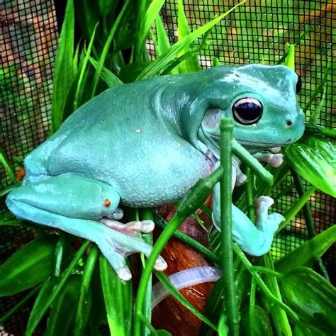 Female whites tree frog enjoying the rain | Whites tree frog, Tree frogs, Happy animals