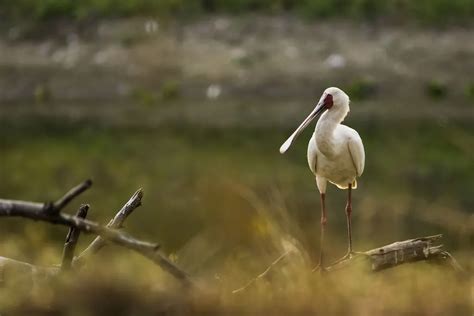 Wildlife in Mozambique - Natural World Safaris