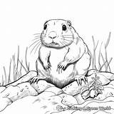 Gopher Coloring Pages  Free & Printable sketch template