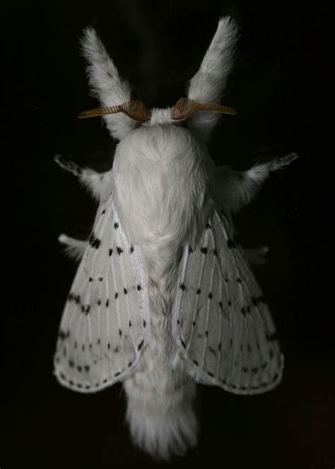 Fluffy White Moth Portrait (With images) | Moth, Beautiful butterflies ...