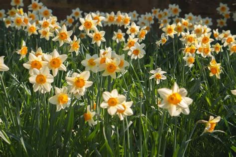 Ultimate Guide to the Narcissus Flower (Meaning & Symbolism) - Petal Republic