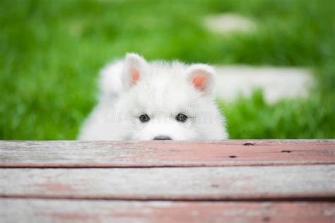 Siberian Husky Puppy Playing in the Park Stock Photo - Image of face ...